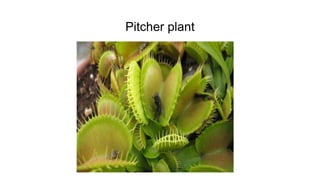 Pitcher plant
 
