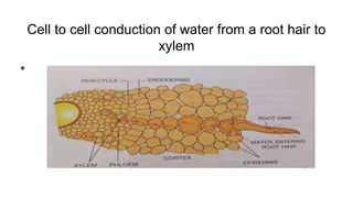Cell to cell conduction of water from a root hair to
xylem
●
 