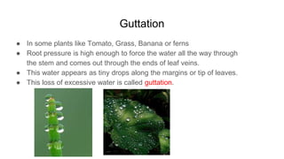 Guttation
● In some plants like Tomato, Grass, Banana or ferns
● Root pressure is high enough to force the water all the way through
the stem and comes out through the ends of leaf veins.
● This water appears as tiny drops along the margins or tip of leaves.
● This loss of excessive water is called guttation.
 