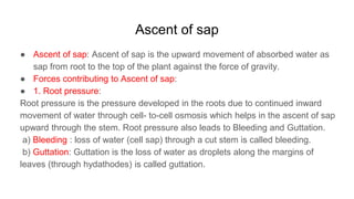 Ascent of sap
● Ascent of sap: Ascent of sap is the upward movement of absorbed water as
sap from root to the top of the plant against the force of gravity.
● Forces contributing to Ascent of sap:
● 1. Root pressure:
Root pressure is the pressure developed in the roots due to continued inward
movement of water through cell- to-cell osmosis which helps in the ascent of sap
upward through the stem. Root pressure also leads to Bleeding and Guttation.
a) Bleeding : loss of water (cell sap) through a cut stem is called bleeding.
b) Guttation: Guttation is the loss of water as droplets along the margins of
leaves (through hydathodes) is called guttation.
 