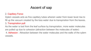 Ascent of sap
2. Capillary Force:
Xylem vessels acts as fine capillary tubes wherein water from lower level rise to
fill up the vacuum created by the loss water due to transpiration from the leaves.
3. Transpiration pull:
As the water is lost from the leaf surface by transpiration, more water molecules
are pulled up due to cohesion (attraction between the molecules of water)
4. Adhesion : Attraction between the water molecules and the walls of the xylem
vessels.
 