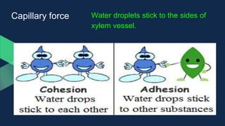 Capillary force Water droplets stick to the sides of
xylem vessel.
 