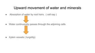 Upward movement of water and minerals
● Absorption of water by root hairs. ( cell sap )
● Water continuously passes through the adjoining cells
● Xylem vessels ( turgidity)
 
