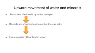 Upward movement of water and minerals
● Absorption of minerals by active transport
● Minerals are absorbed as ions rather than as salts
● Xylem vessels ( Dissolved in water)
 