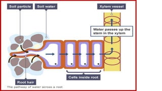 Active transport of Minerals
 