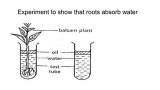 Experiment to show that roots absorb water
● le
 