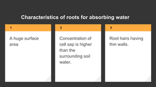 1 2 3
Characteristics of roots for absorbing water
A huge surface
area
Concentration of
cell sap is higher
than the
surrounding soil
water.
Root hairs having
thin walls.
 
