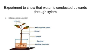 Experiment to show that water is conducted upwards
through xylem
● Stain eosin solution
 