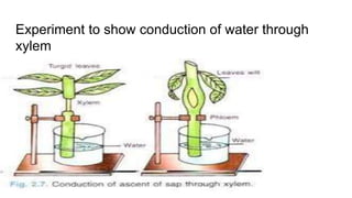 Experiment to show conduction of water through
xylem
 