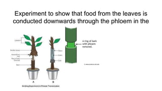 Experiment to show that food from the leaves is
conducted downwards through the phloem in the
stem
 
