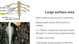 Large surface area
Each rootlet shows bunch of root hairs.
Balsam plant shows thick bunch of
rootlets.
H.J. Dittmer worked out with four month
old plant. In that he found approximately
14 billion root hairs.
Total length would exceed 10,000 Km.
 