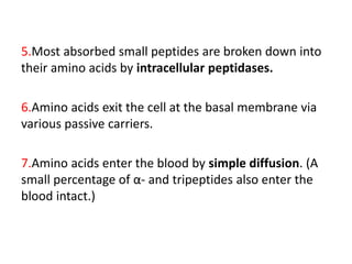 5.Most absorbed small peptides are broken down into
their amino acids by intracellular peptidases.
6.Amino acids exit the cell at the basal membrane via
various passive carriers.
7.Amino acids enter the blood by simple diffusion. (A
small percentage of α- and tripeptides also enter the
blood intact.)
 