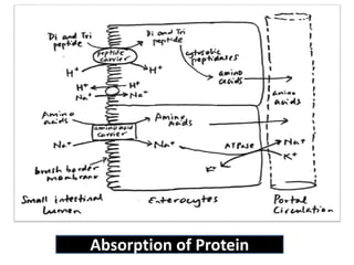 Absorption of Protein
 