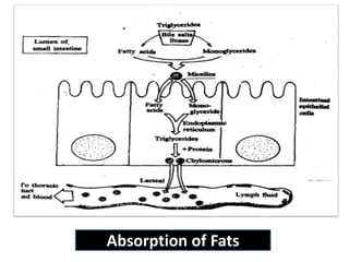 Absorption of Fats
 
