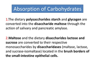Absorption of Carbohydrates
1.The dietary polysaccharides starch and glycogen are
converted into the disaccharide maltose through the
action of salivary and pancreatic amylase.
2.Maltose and the dietary disaccharides lactose and
sucrose are converted to their respective
monosaccharides by disaccharidases (maltase, lactase,
and sucrase-isomaltase) located in the brush borders of
the small-intestine epithelial cells.
 