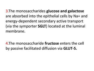 3.The monosaccharides glucose and galactose
are absorbed into the epithelial cells by Na+ and
energy-dependent secondary active transport
(via the symporter SGLT) located at the luminal
membrane.
4.The monosaccharide fructose enters the cell
by passive facilitated diffusion via GLUT-5.
 
