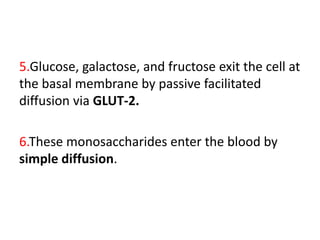 5.Glucose, galactose, and fructose exit the cell at
the basal membrane by passive facilitated
diffusion via GLUT-2.
6.These monosaccharides enter the blood by
simple diffusion.
 
