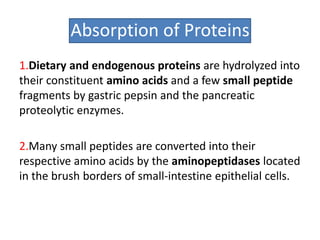 Absorption of Proteins
1.Dietary and endogenous proteins are hydrolyzed into
their constituent amino acids and a few small peptide
fragments by gastric pepsin and the pancreatic
proteolytic enzymes.
2.Many small peptides are converted into their
respective amino acids by the aminopeptidases located
in the brush borders of small-intestine epithelial cells.
 