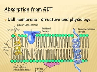Absorption of drugs ,,,,,,,, | PPTX