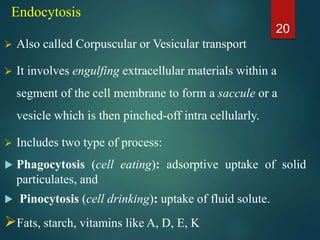 Endocytosis
 Also called Corpuscular or Vesicular transport
 It involves engulfing extracellular materials within a
segment of the cell membrane to form a saccule or a
vesicle which is then pinched-off intra cellularly.
 Includes two type of process:
 Phagocytosis (cell eating): adsorptive uptake of solid
particulates, and
 Pinocytosis (cell drinking): uptake of fluid solute.
Fats, starch, vitamins like A, D, E, K
20
 