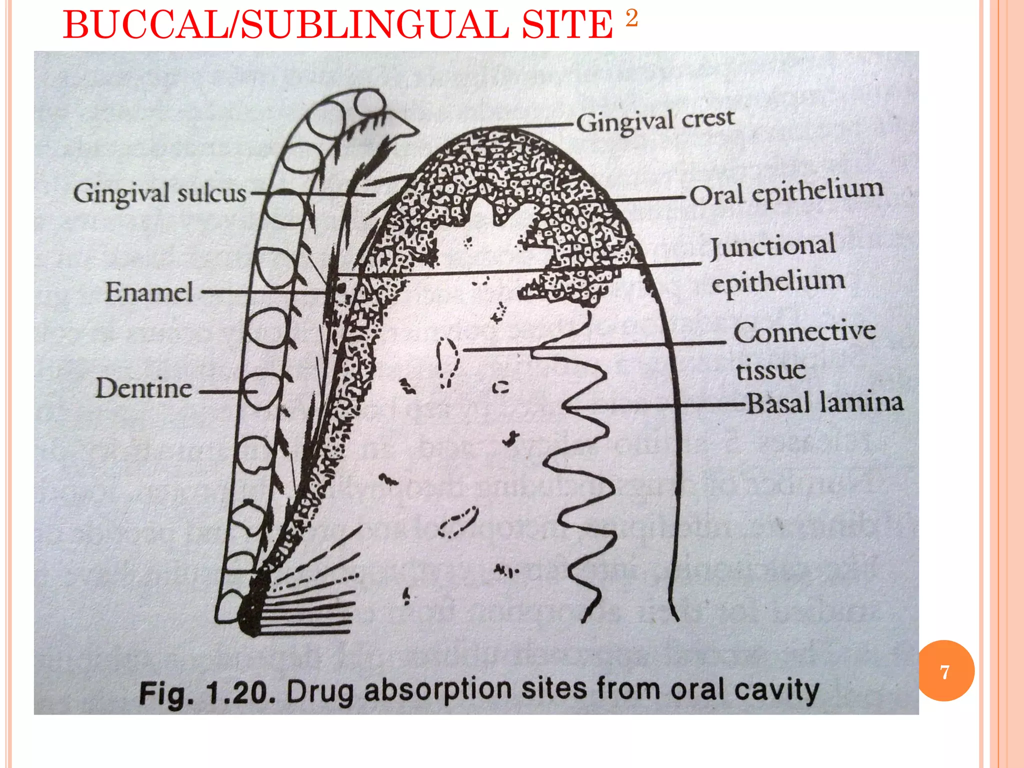 BUCCAL/SUBLINGUAL SITE 2
7
 