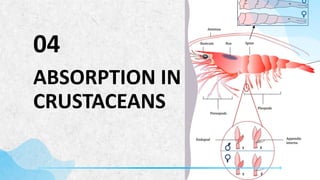 ABSORPTION OF ENERGY YIELDING NUTRIENTS OF FISH AND CRUSTACEANS.pptx