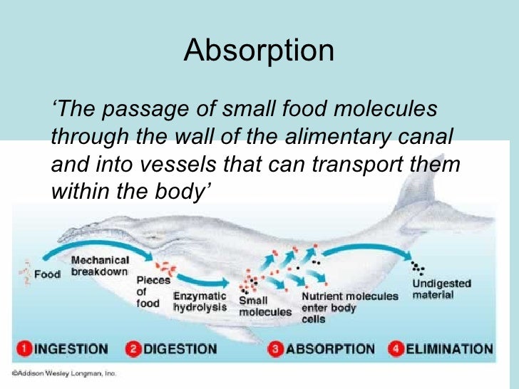 Absorption of food