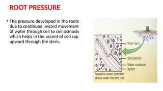 ABSORPTION OF WATER BY ROOTS BIOLOGY.pptx