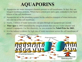 AQUAPORINS
 Aquaporins are water trarnsport channels present in cell membranes. In fact, they are
integral membrane proteins, Which have central pore and a gate, embeded in the lipid
bilayer of the cell membranes.
 Aquaporins act as the plumbing system for the selective transport of water molecules
into and out of the cell membrane.
 Nearly, 3 billion of water molecules can pass through an aquaporin per second.
 Peter Agre in 2003 indentified the integral protein that acts as a water channel and
named it aquaporin. For this discovery, he was awarded the Nobel Prize for 2003.
 It is the indirect evidence for high rate of water movement across the cell membrane of
plants.
 