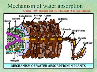 Mechanism of water absorption
Kramer (1949) proposed that water is absorbed by to mechanism.
 