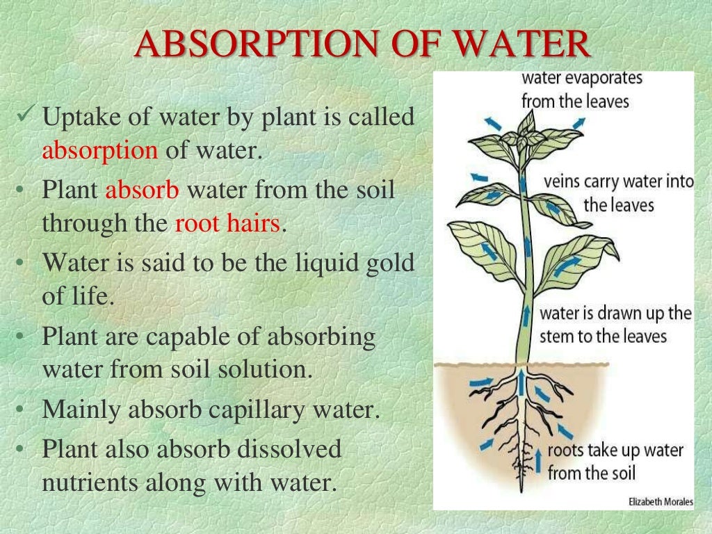 Absorption of water ppt