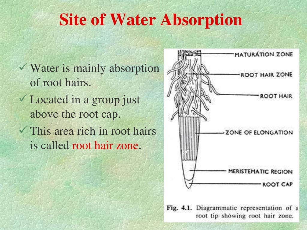 Absorption of water ppt