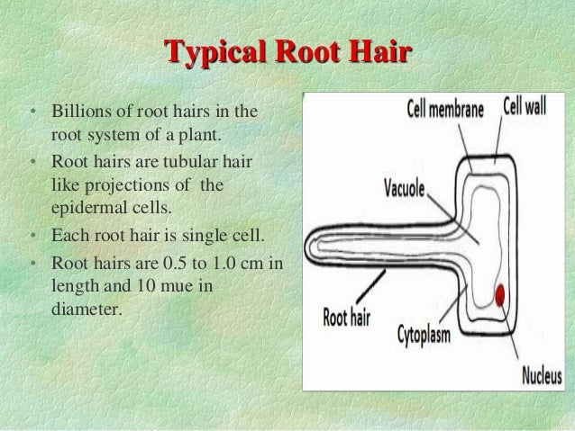 does hair absorb water does hair absorb water