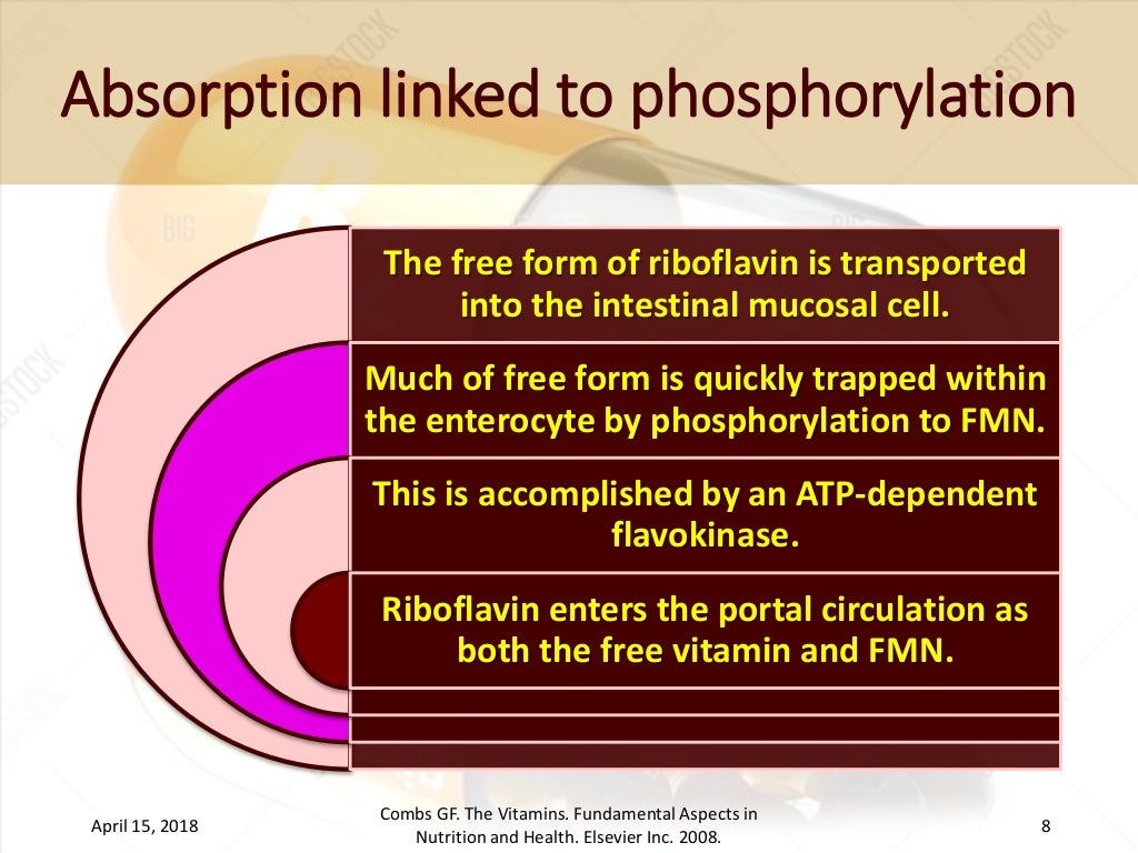 Absorption, transport and metabolism of riboflavin