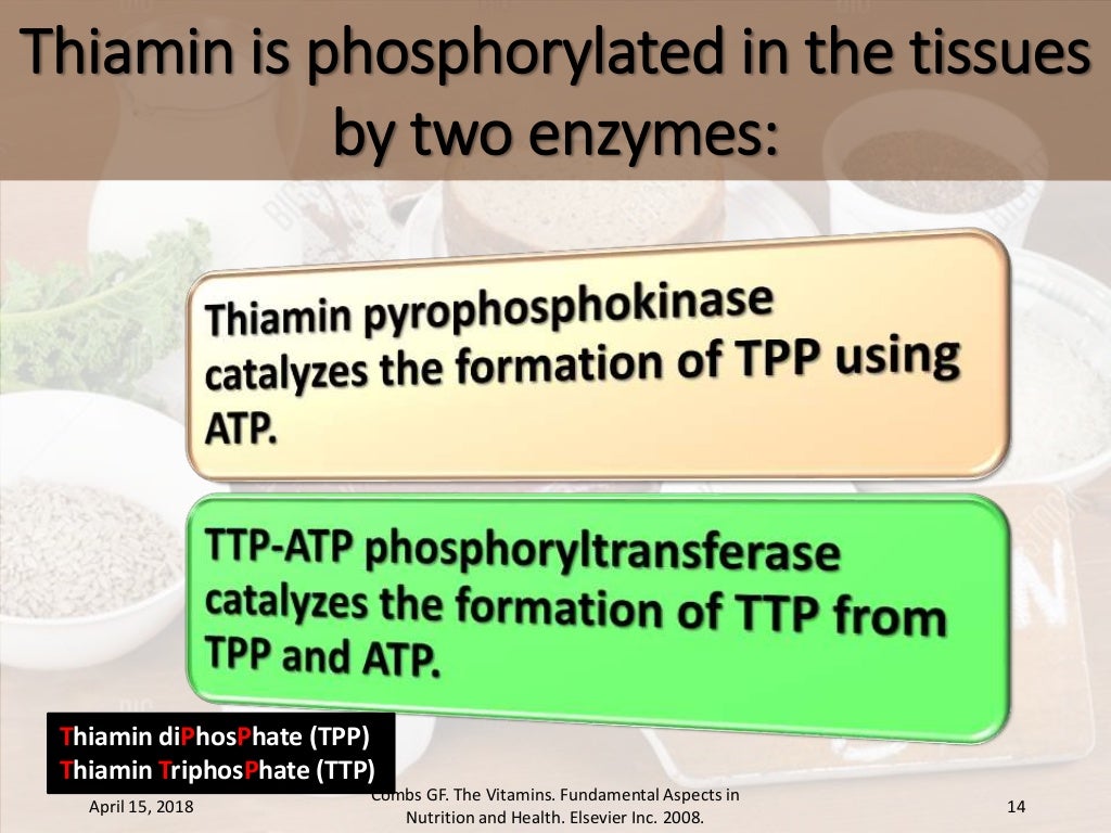 Absorption, transport and metabolism of thiamin