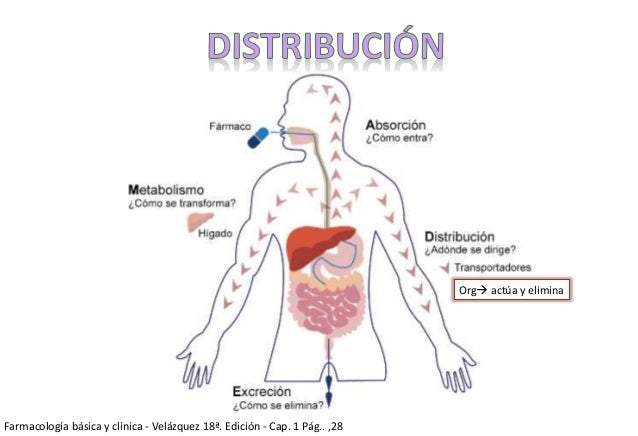 FARMACOCINETICA: ABSORCIÓN Y DISTRIBUCIÓN