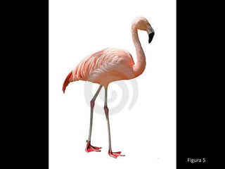 Figura 5
 