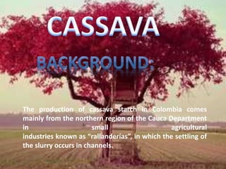 The production of cassava starch in Colombia comes 
mainly from the northern region of the Cauca Department 
in small agricultural 
industries known as “rallanderías”, in which the settling of 
the slurry occurs in channels. 
 