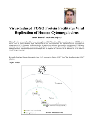 Virus-Induced FOXO Protein Facilitates Viral
Replication of Human Cytomegalovirus
Sirwan Sleman,1 and Rebin Majeed,2
Abstract: In this report, we found that human cytomegalovirus (HCMV) could incredibly enhance the expression of FOXOs in the
infected cells of human fibroblast origin. The induced FOXOs were translocated and aggregated into the viral replication
compartments (vRC) in the nucleus of the infected cell at the late time post-infection. Suppression or overexpression of FOXO genes
intensively crippled viral late gene expression and the production of viral progeny, however; the viral DNA synthesis was only
marginally affected. Our report highlights the new insights into the impact of the FoxO factor on HCMV infection via the regulation
of early/late gene transcript.
Keywords- FoxO and Human Cytomegalovirus, FoxO transcription Factor, HCMV Late Viral Gene Expression, HCMV
Infection
Graphic Abstract
MIE=Major Immediate Early Genes
 