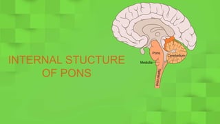 INTERNAL STUCTURE
OF PONS
 