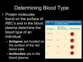 Determining Blood Type
• Protein molecules
found on the surface of
RBC’s and in the blood
plasma determine the
blood type of an
individual.
– Antigens are located on
the surface of the red
blood cells
– Antibodies are in the
blood plasma.
 