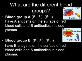 What are the different blood
groups?
• Blood group A (IA, IA ), (IA, i)
have A antigens on the surface of red
blood cells and B antibodies in blood
plasma.
• Blood group B (IB, IB ), (IB, i)
have B antigens on the surface of red
blood cells and A antibodies in blood
plasma.
 