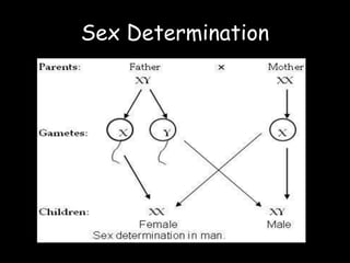 Sex Determination
 
