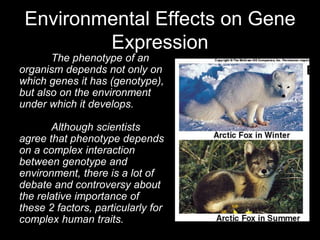 Environmental Effects on Gene
Expression
The phenotype of an
organism depends not only on
which genes it has (genotype),
but also on the environment
under which it develops.
Although scientists
agree that phenotype depends
on a complex interaction
between genotype and
environment, there is a lot of
debate and controversy about
the relative importance of
these 2 factors, particularly for
complex human traits.
 