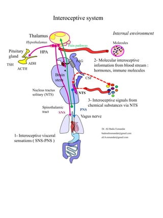 Interoceptive System Visuals New aspects in Autism : default theories and etiology | PDF