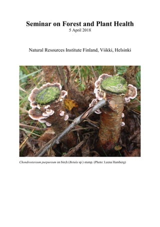 Seminar on Forest and Plant Health
5 April 2018
Natural Resources Institute Finland, Viikki, Helsinki
Chondrostereum purpureum on birch (Betula sp.) stump. (Photo: Leena Hamberg)
 