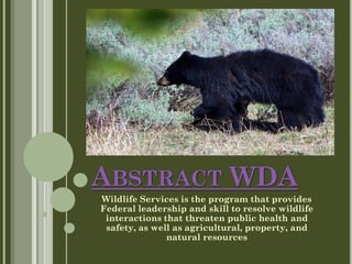 ABSTRACT WDA
Wildlife Services is the program that provides
Federal leadership and skill to resolve wildlife
interactions that threaten public health and
safety, as well as agricultural, property, and
natural resources
 