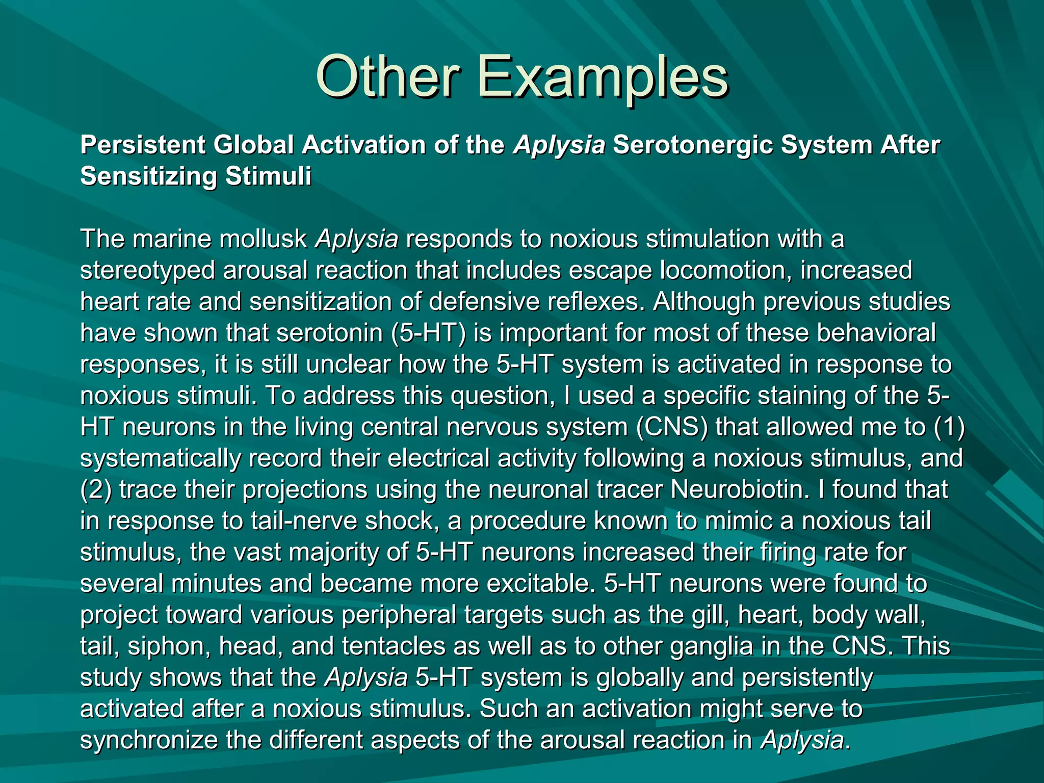 Other ExamplesOther Examples
Persistent Global Activation of thePersistent Global Activation of the AplysiaAplysia Serotonergic System AfterSerotonergic System After
Sensitizing StimuliSensitizing Stimuli
The marine molluskThe marine mollusk AplysiaAplysia responds to noxious stimulation with aresponds to noxious stimulation with a
stereotyped arousal reaction that includes escape locomotion, increasedstereotyped arousal reaction that includes escape locomotion, increased
heart rate and sensitization of defensive reflexes. Although previous studiesheart rate and sensitization of defensive reflexes. Although previous studies
have shown that serotonin (5-HT) is important for most of these behavioralhave shown that serotonin (5-HT) is important for most of these behavioral
responses, it is still unclear how the 5-HT system is activated in response toresponses, it is still unclear how the 5-HT system is activated in response to
noxious stimuli. To address this question, I used a specific staining of the 5-noxious stimuli. To address this question, I used a specific staining of the 5-
HT neurons in the living central nervous system (CNS) that allowed me to (1)HT neurons in the living central nervous system (CNS) that allowed me to (1)
systematically record their electrical activity following a noxious stimulus, andsystematically record their electrical activity following a noxious stimulus, and
(2) trace their projections using the neuronal tracer Neurobiotin. I found that(2) trace their projections using the neuronal tracer Neurobiotin. I found that
in response to tail-nerve shock, a procedure known to mimic a noxious tailin response to tail-nerve shock, a procedure known to mimic a noxious tail
stimulus, the vast majority of 5-HT neurons increased their firing rate forstimulus, the vast majority of 5-HT neurons increased their firing rate for
several minutes and became more excitable. 5-HT neurons were found toseveral minutes and became more excitable. 5-HT neurons were found to
project toward various peripheral targets such as the gill, heart, body wall,project toward various peripheral targets such as the gill, heart, body wall,
tail, siphon, head, and tentacles as well as to other ganglia in the CNS. Thistail, siphon, head, and tentacles as well as to other ganglia in the CNS. This
study shows that thestudy shows that the AplysiaAplysia 5-HT system is globally and persistently5-HT system is globally and persistently
activated after a noxious stimulus. Such an activation might serve toactivated after a noxious stimulus. Such an activation might serve to
synchronize the different aspects of the arousal reaction insynchronize the different aspects of the arousal reaction in AplysiaAplysia..
 