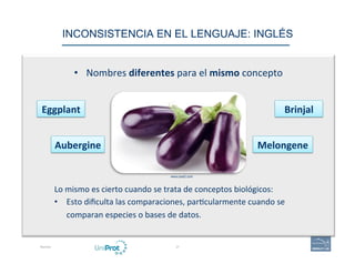 INCONSISTENCIA EN EL LENGUAJE: INGLÉS
Razones 27
•  Nombres	
  diferentes	
  para	
  el	
  mismo	
  concepto	
  
Eggplant	...