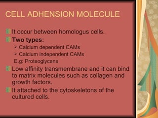 CELL ADHENSION MOLECULE

 It occur between homologus cells.
 Two types:
  Calcium dependent CAMs
  Calcium independent CAMs
 E.g: Proteoglycans
 Low affinity transmembrane and it can bind
 to matrix molecules such as collagen and
 growth factors.
 It attached to the cytoskeletons of the
 cultured cells.
 